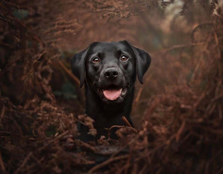 Close-up Portrait of Black Labrador Retriever dog