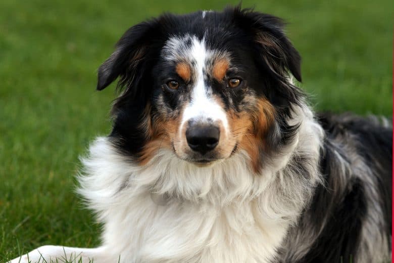 Close-up portrait of Blue Merle Australian Shepherd dog