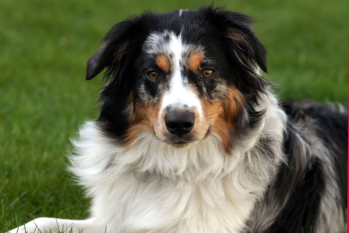 Blue Merle Australian Shepherd Names - wide 3