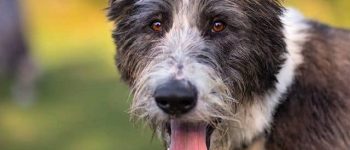 Close-up portrait of goofy German Shepherd Poodle mix