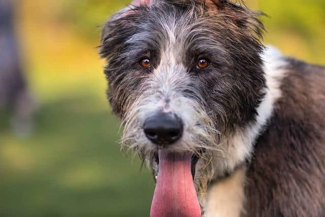 Close-up portrait of a goofy German Shepherd Poodle mix