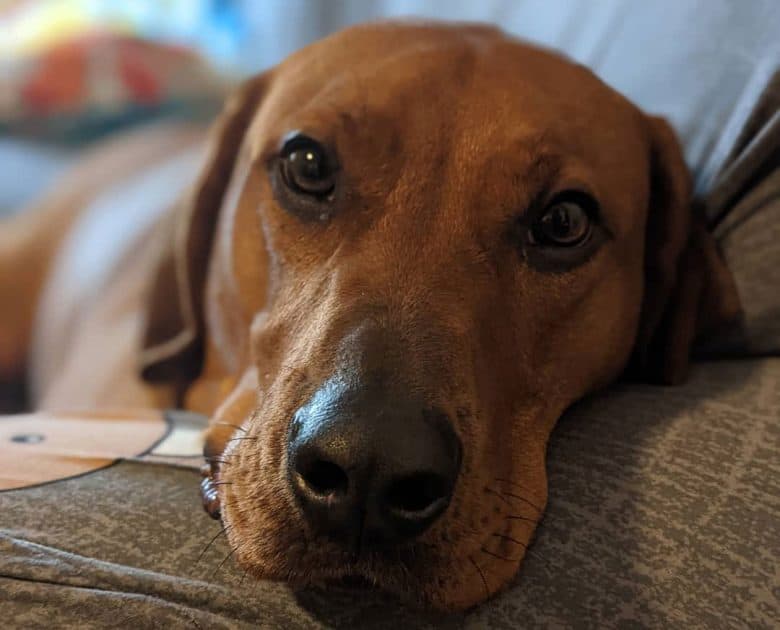 Lab Hound mix dog close-up portrait