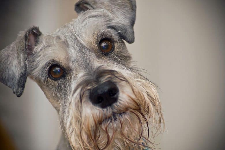 Close-up portrait of a Miniature Schnauzer dog