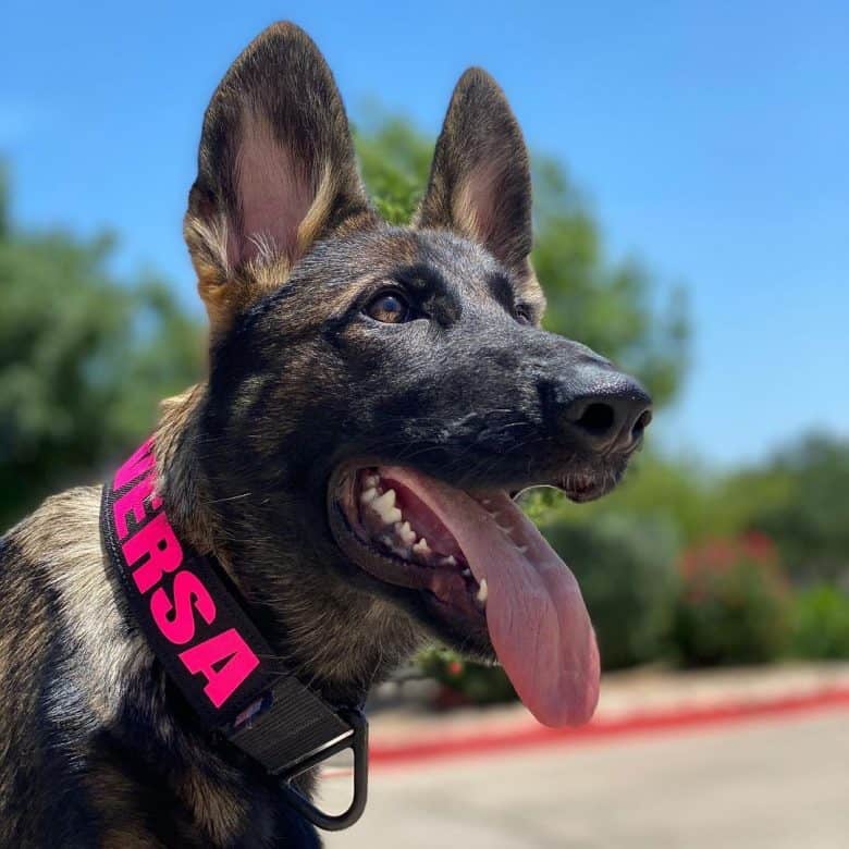 A Sable German Shepherd close-up image with tongue out and wearing a dog collar