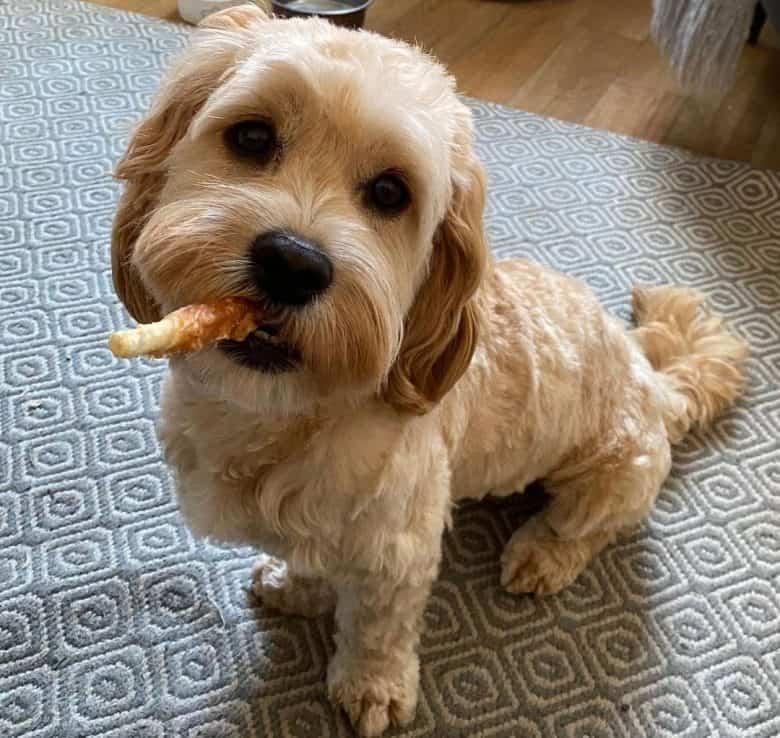 Cocker Spaniel and Shih Tzu mix dog eating delicious treats