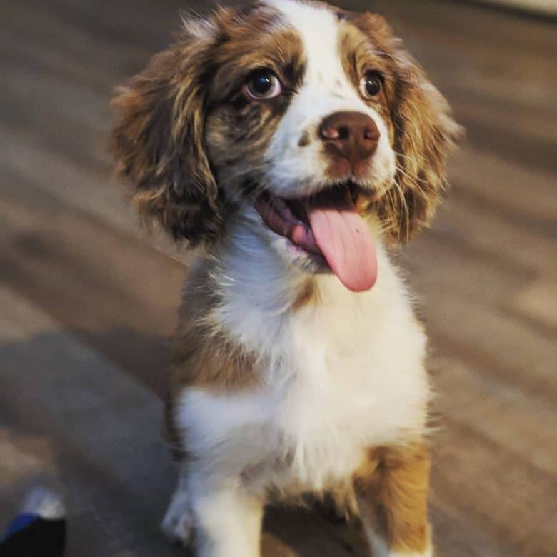 Young Cocker Spaniel Australian Shepherd mix dog portrait