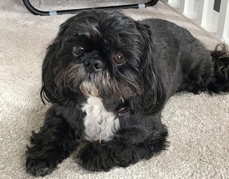 Collar Shih Tzu dog lying on the carpet