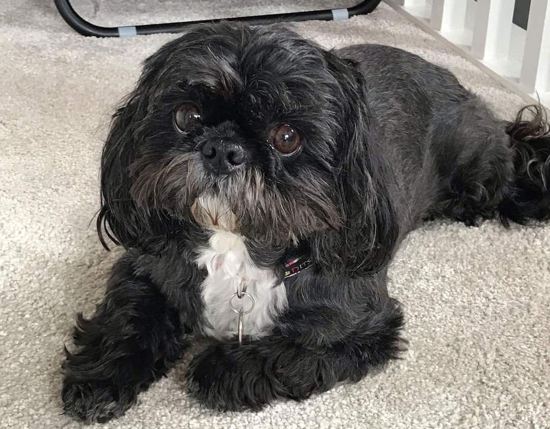 Shih Tzu Colors The Standard & Rare Shih Tzu Coat Colors K9 