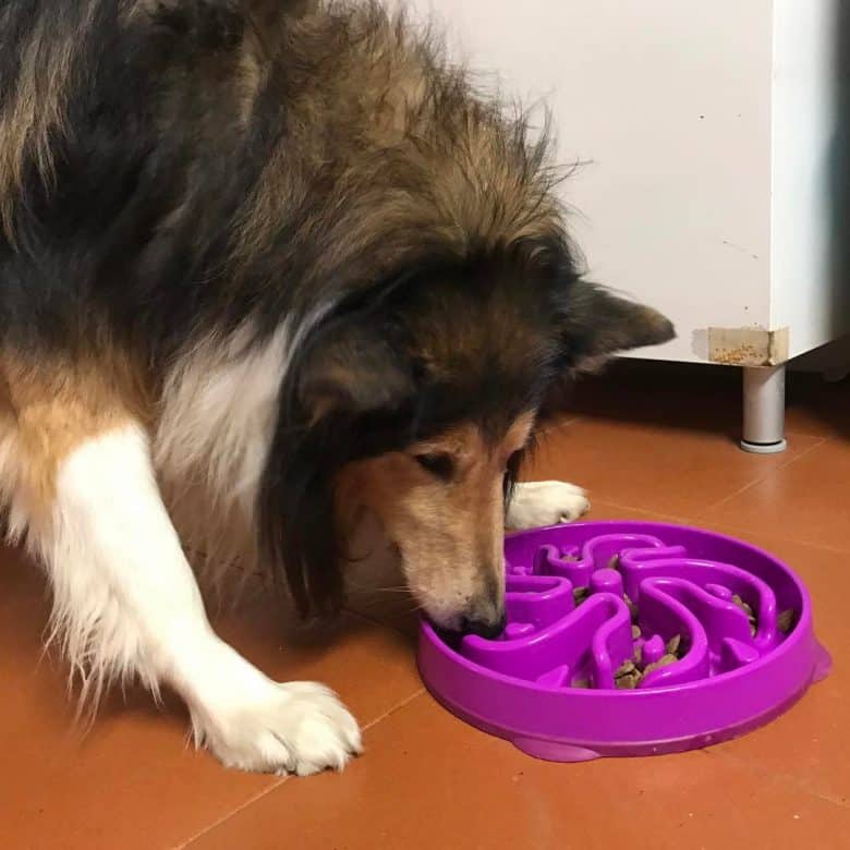A Rough Collie eating on a slow feeding purple dish