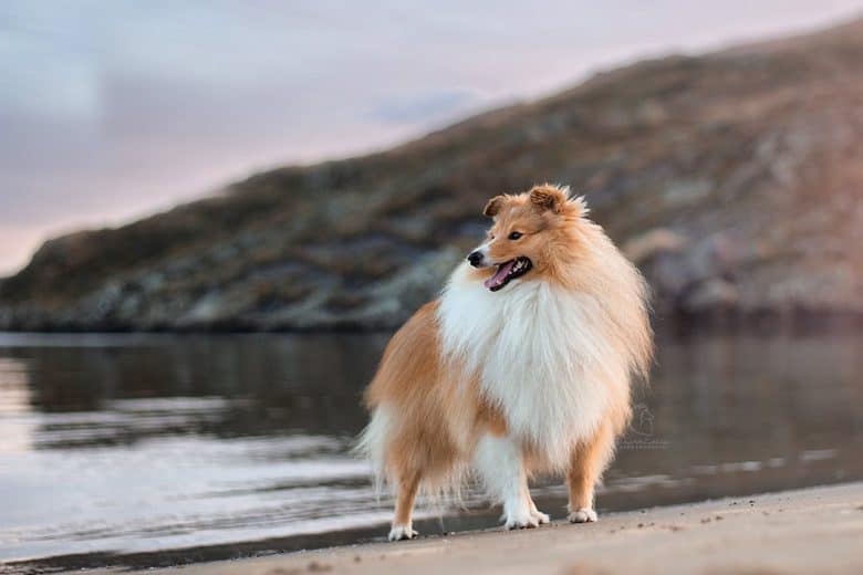 A Collie near an ocean looking on waters