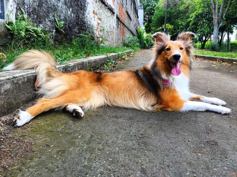 Collie and Shetland Sheepdog mix smiling from ear to ear