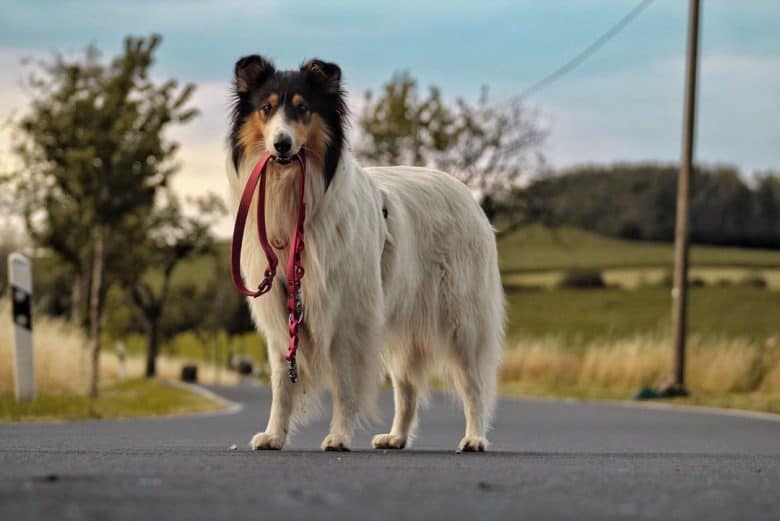 A tri-color Collie standing on a road while biting the leash