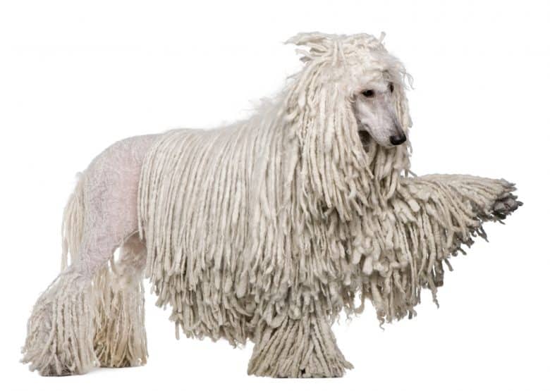 A portrait image of a Corded Poodle Coat