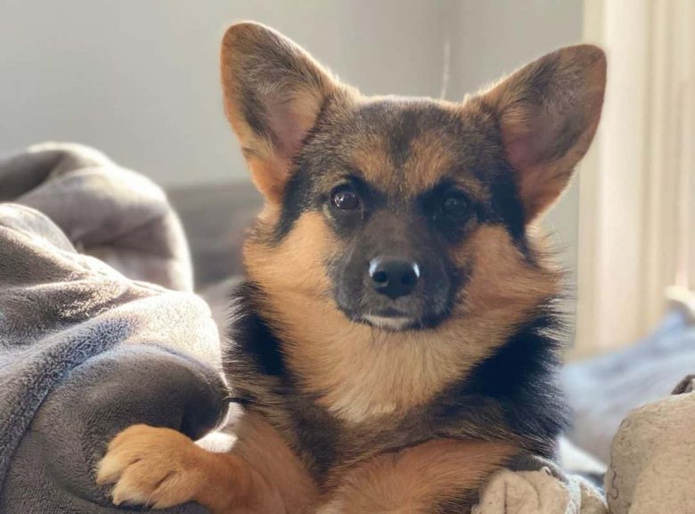 Corgi and Pit Bull mix dog portrait