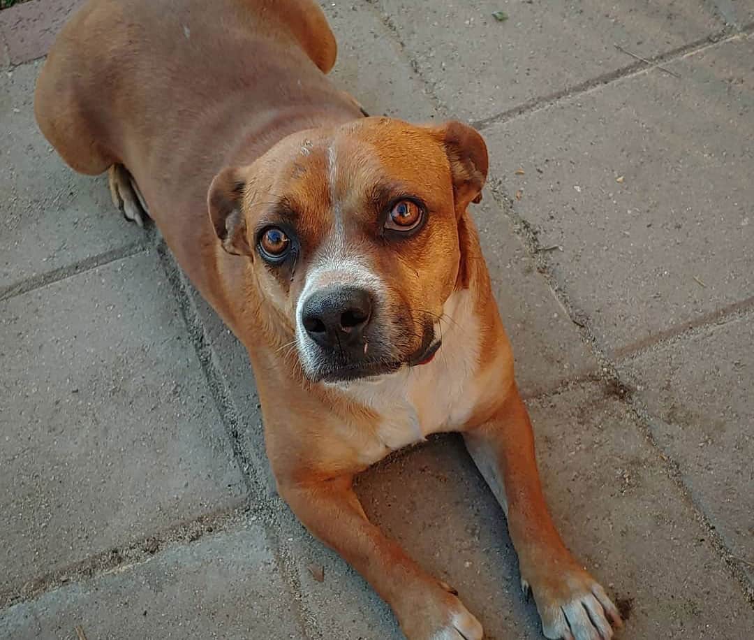 A Complete Guide to the Adorable Miniature Boxer K9 