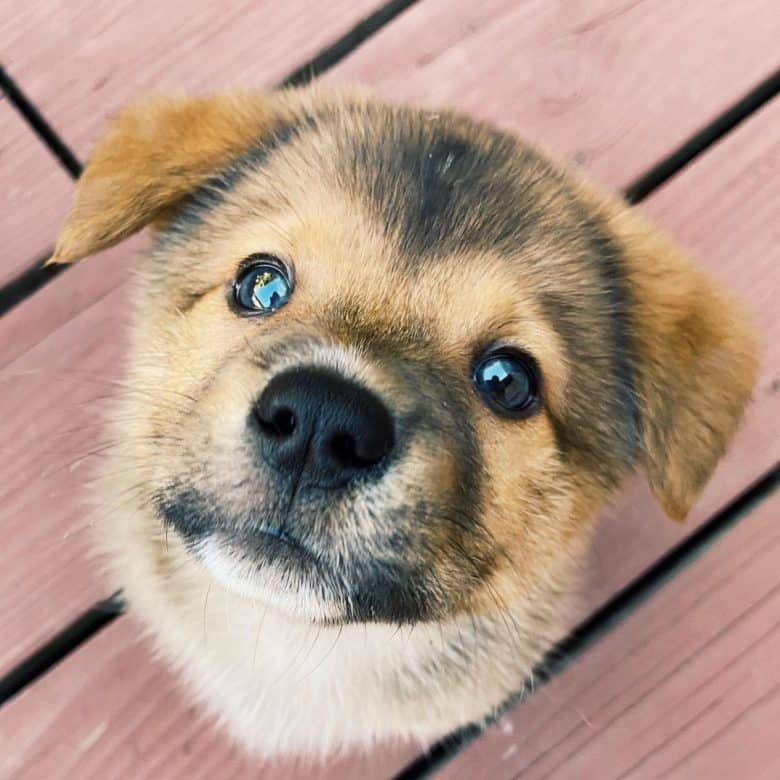 Adorable Corgi Chow mix dog puppy