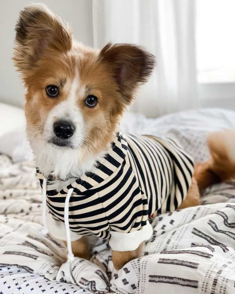 A Corgi Papillon mix wearing stripes hoodie