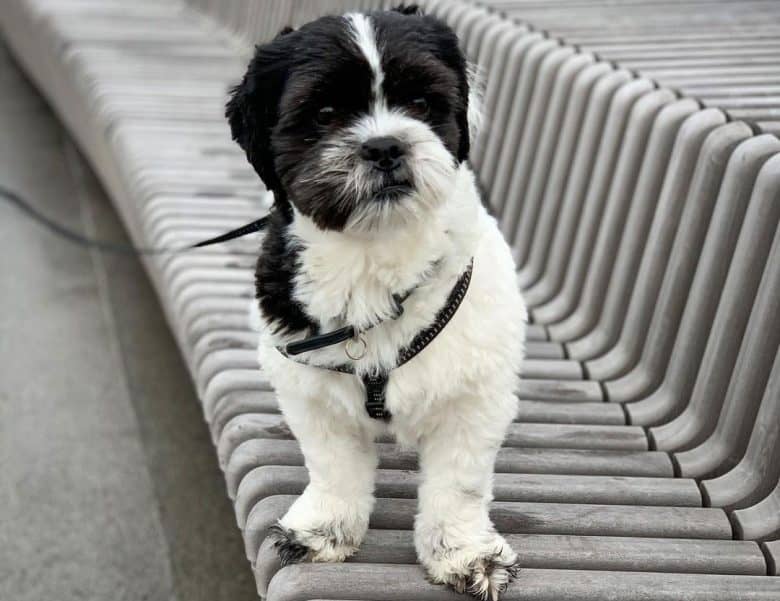 Coton de Tulear and Shih Tzu mix dog portrait