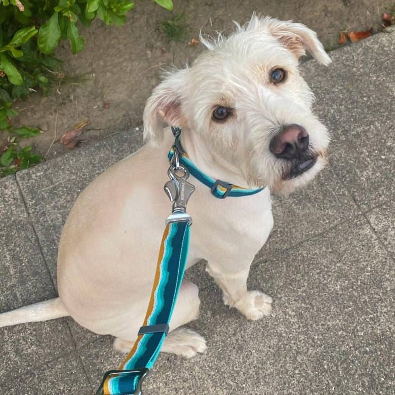 Cream Lab Terrier mix dog staring the owner