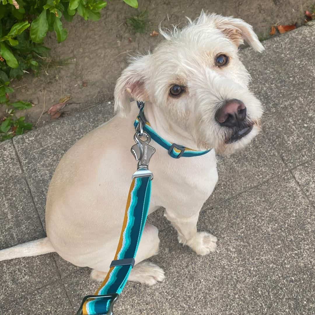 Lab Terrier Mixes Which Dog is the Perfect Pet for You? K9 
