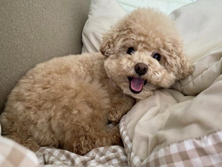 Cream Poodle puppy lying on the bed