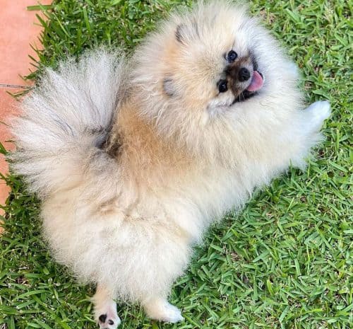 Pomeranian Colors: The Standard & Rare Pom Coat Colors - K9 Web