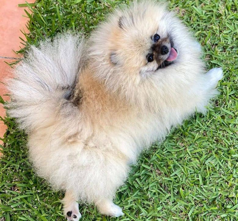 Cream sable Pomeranian dog lying on the grass
