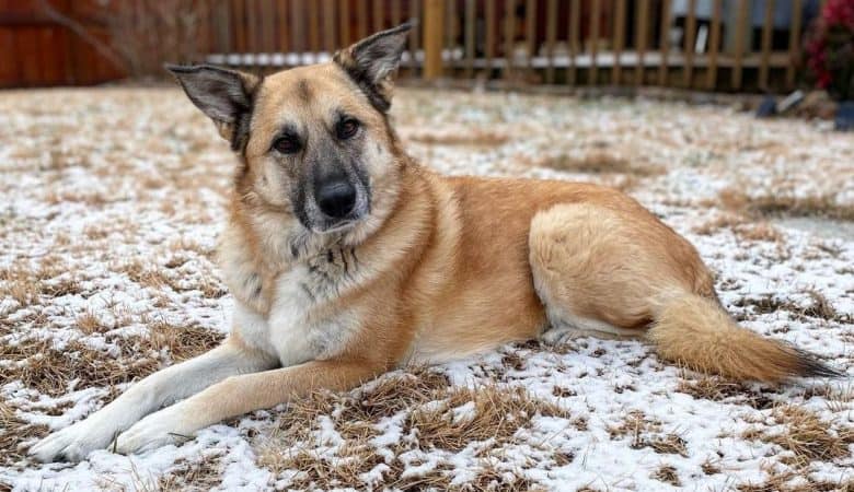 a curious looking Shepnees laying on the snow