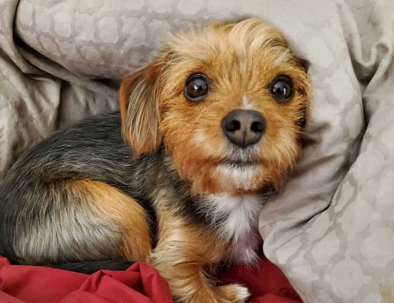 Cute Beagle Yorkshire Terrier mix puppy