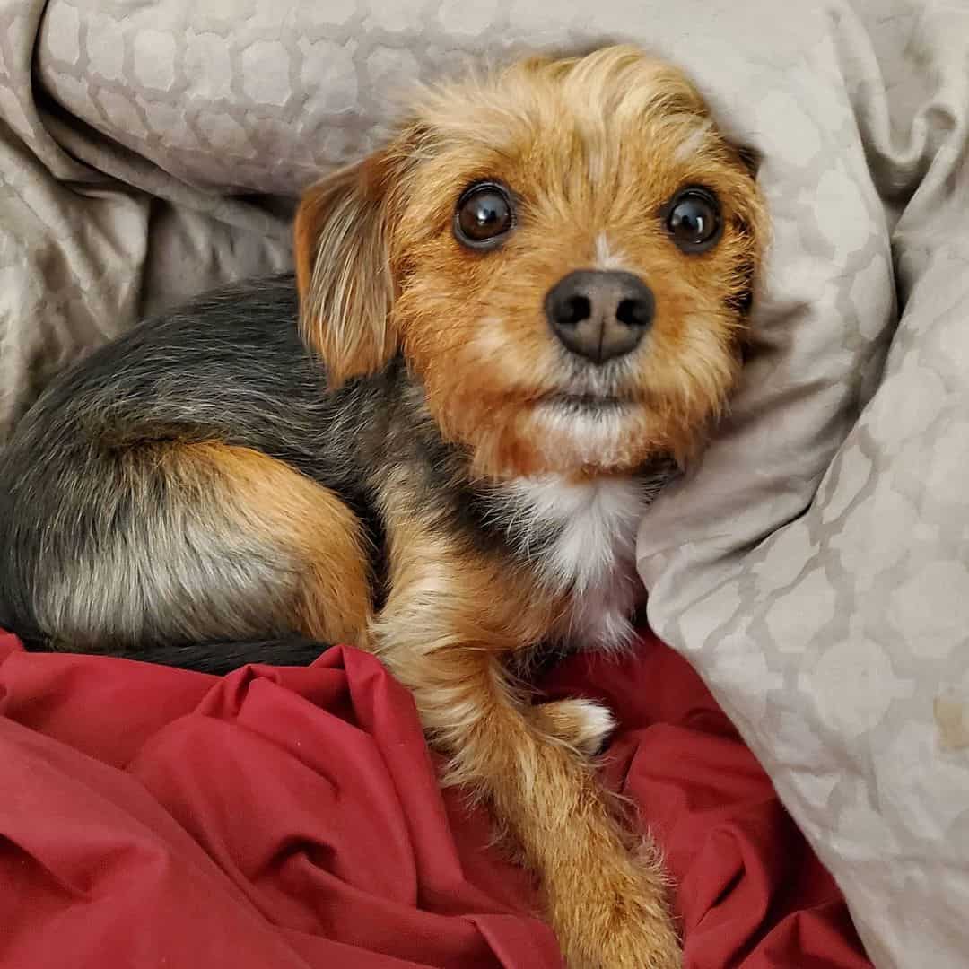 45 of the best Beagle mixes you’ll want to meet K9 