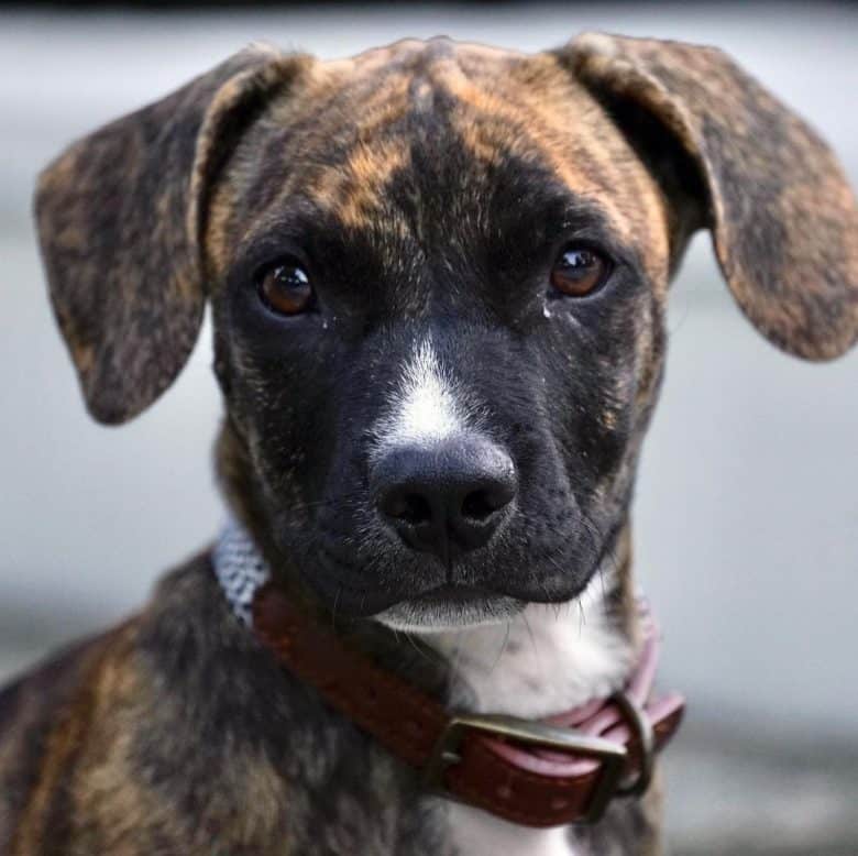 A cute Dachshund Pitbull mix puppy