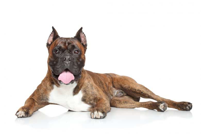 Relaxing Boxer dog