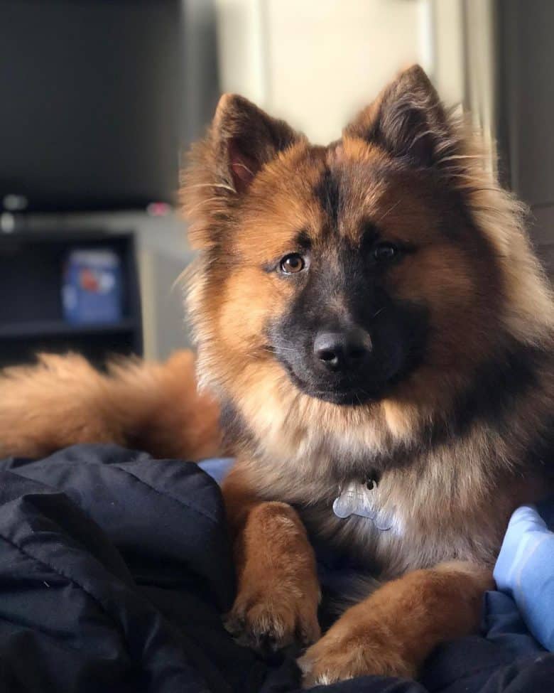 A cute German Shepherd Chow mix cozily sitting on a blanket
