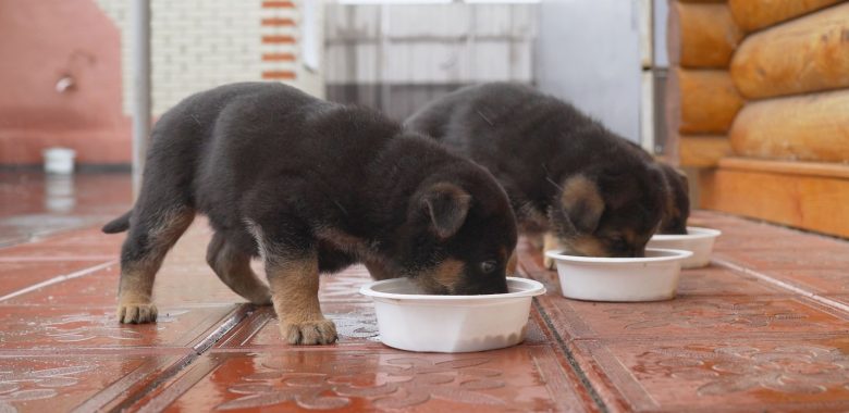 Cute German Shepherd puppies eating meal together