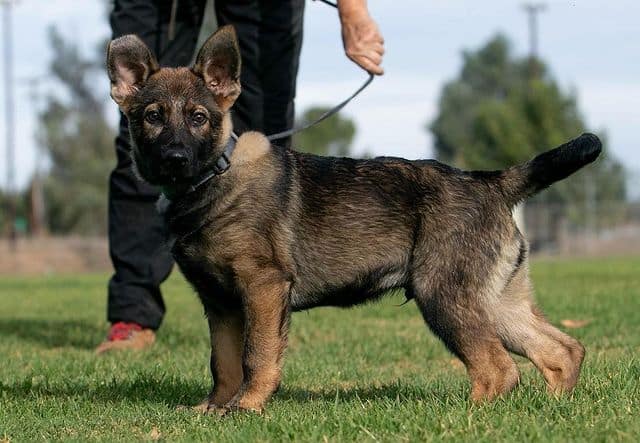 Cute German Shepherd puppy ready for exercise