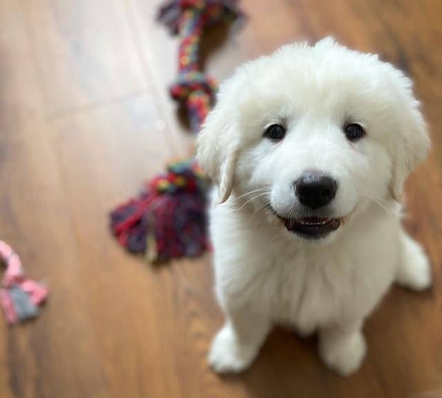 Cute Great Pyrenees dog puppy