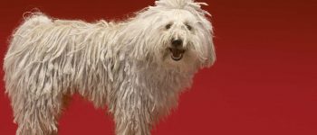 a cute Komondor dog smiling while standing on a red background