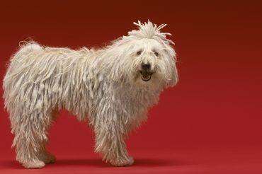 a cute Komondor dog smiling while standing on a red background