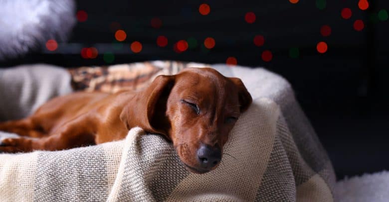 Cute young Dachshund dog sleeping