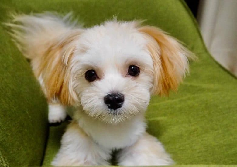 A cute Maltese Pom mix puppy laying on green chair
