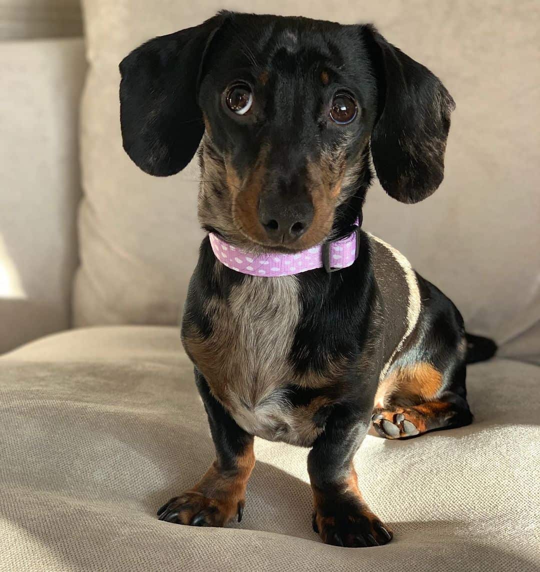 Miniature Dachsund Dog Breed Pictures, Colors, Bark, Characteristics