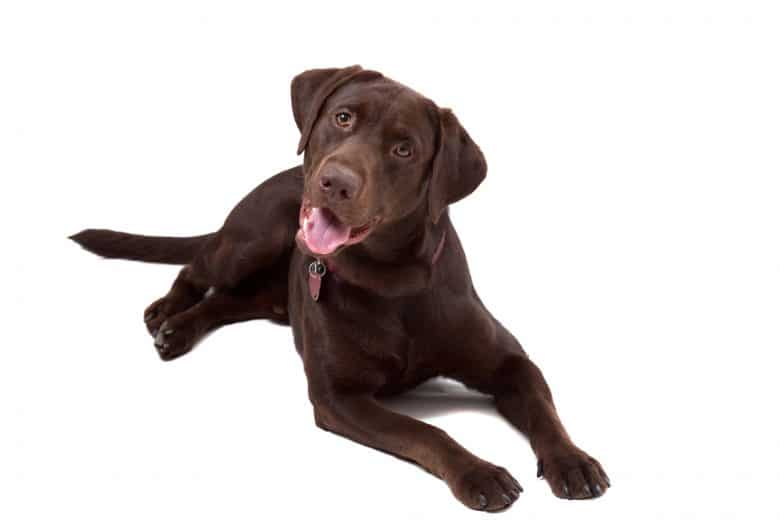 Cute chocolate Labrador Retriever dog