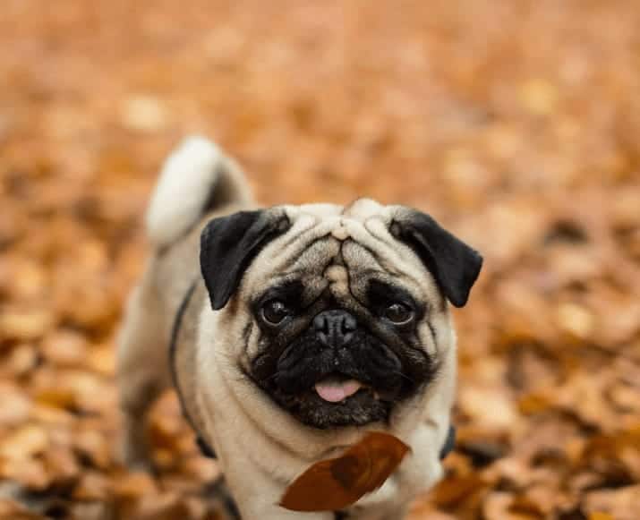 a Pug giving the smiles while playing on fall leaves