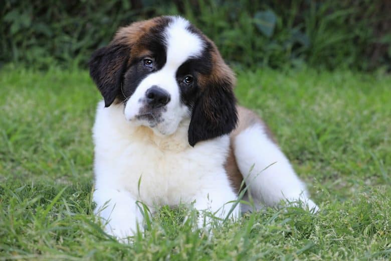 Adorable Saint Bernard puppy lying on the grass