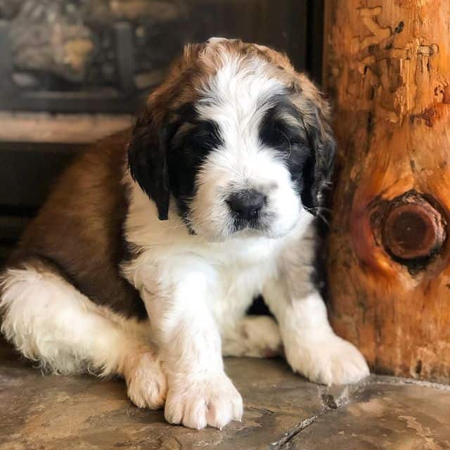 Cute Saint Bernard puppy sitting