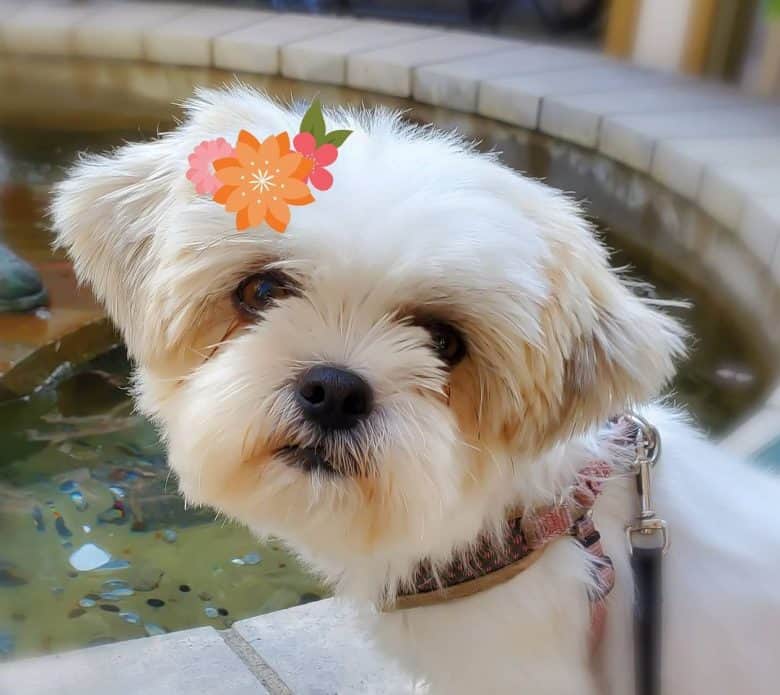 A cute photo of a Shih Tzu Pomeranian mix with a flower picture