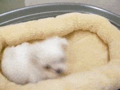 Tiny Teacup Maltese dog hopping to stand