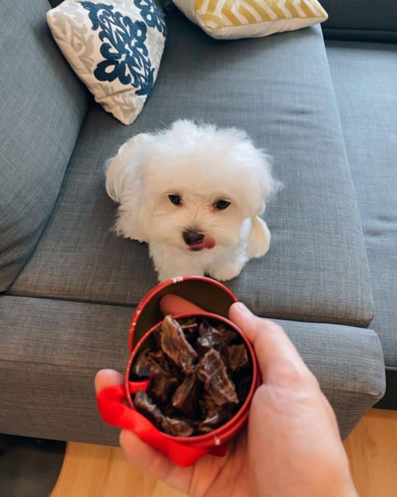 Cute Teacup Maltese dog ready to eat her food treat