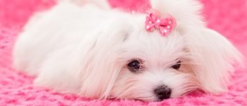 Cute Teacup Maltese dog wearing a pink ribbon is lying on a soft, pink cloth