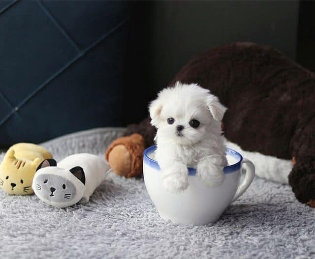 Cute, tiny Teacup Maltese on a literal tea cup